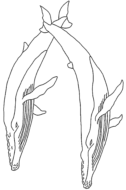 Disegno 4 Balene