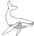 Disegno 6 Balene