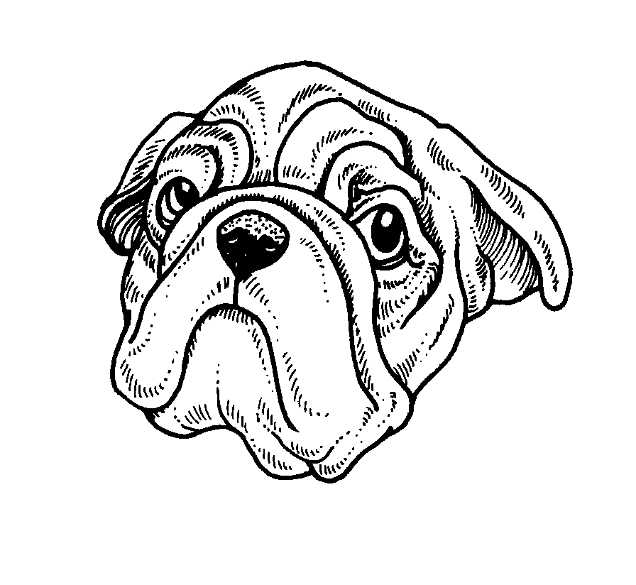 Disegno 5 Cani