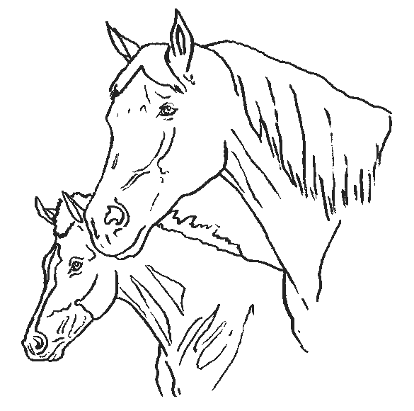 Disegno 44 Cavalli