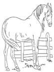 Disegno 111 Cavalli
