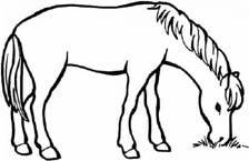 Disegno 116 Cavalli