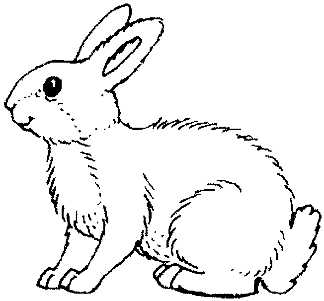 Disegno 5 Conigli