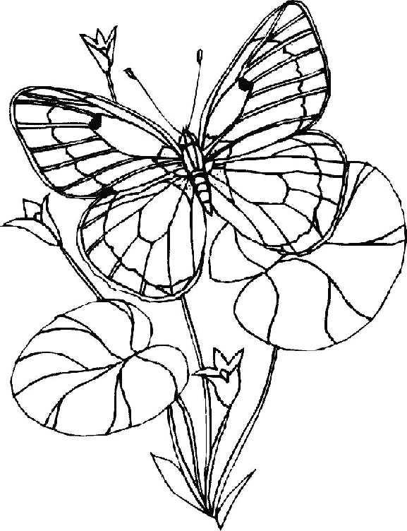 Disegno 37 Farfalle