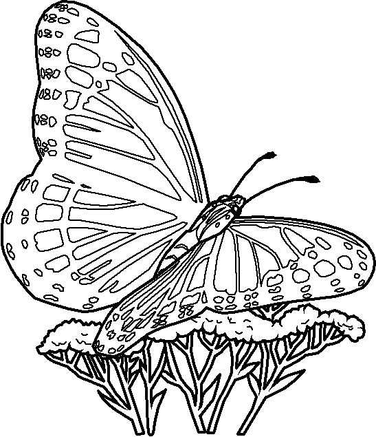 Disegno 42 Farfalle