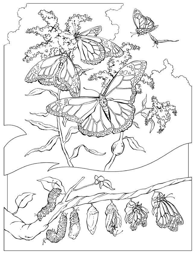 Disegno 74 Farfalle