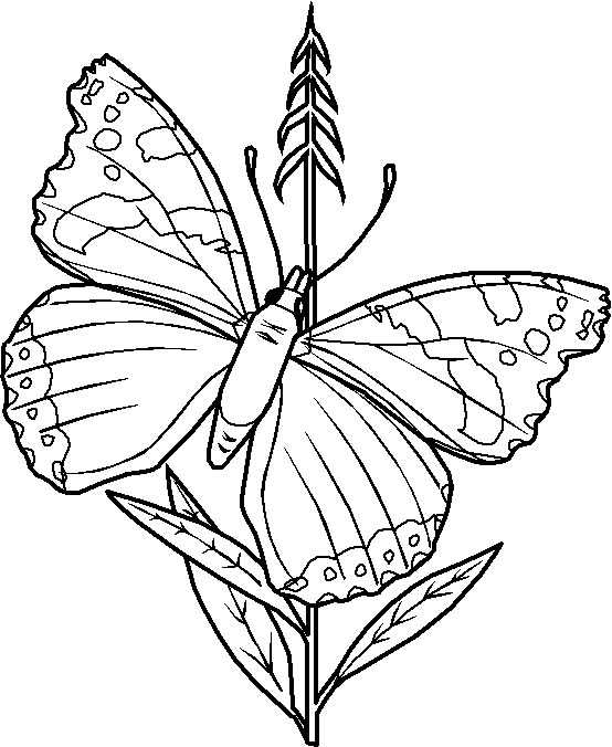 Disegno 94 Farfalle
