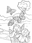 Disegno 102 Farfalle