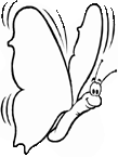 Disegno 107 Farfalle