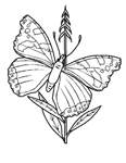 Disegno 113 Farfalle