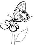 Disegno 134 Farfalle