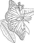 Disegno 139 Farfalle