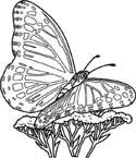Disegno 42 Farfalle