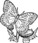 Disegno 47 Farfalle