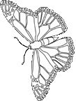 Disegno 88 Farfalle