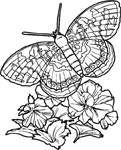 Disegno 91 Farfalle