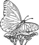 Disegno 93 Farfalle