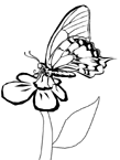 Disegno 95 Farfalle