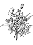 Disegno 96 Farfalle