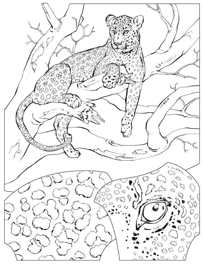 Disegno 11 Felini tigri leoni