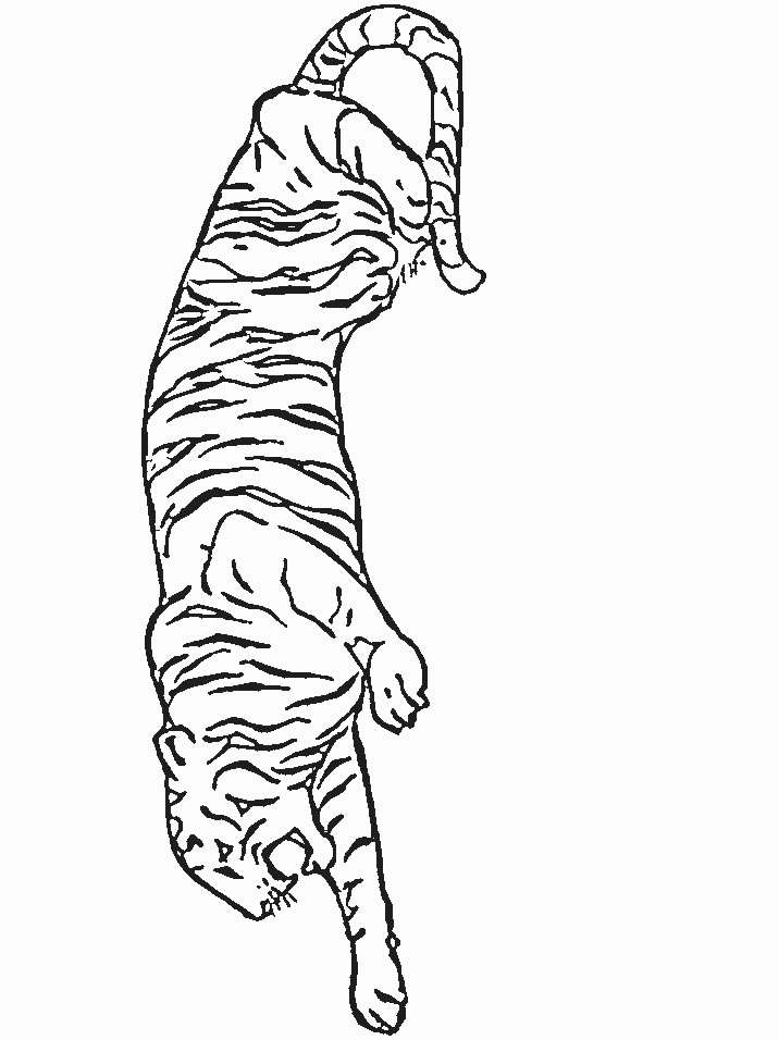 Disegno 20 Felini tigri leoni