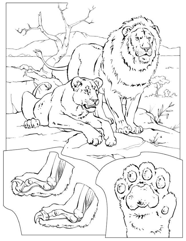 habitats coloring pages for kids - photo #47