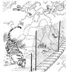Disegno 1 Felini tigri leoni