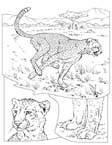 Disegno 23 Felini tigri leoni