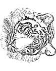 Disegno 43 Felini tigri leoni