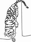 Disegno 46 Felini tigri leoni