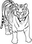 Disegno 47 Felini tigri leoni