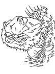 Disegno 7 Felini tigri leoni