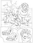 Disegno 9 Felini tigri leoni