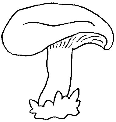 Disegno 5 Funghi
