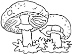 Disegno 18 Funghi