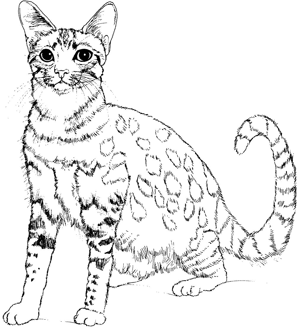 Disegno 233 Gatti