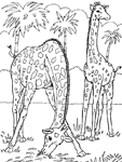 Disegno 2 Giraffe
