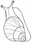 Disegno 6 Lumache