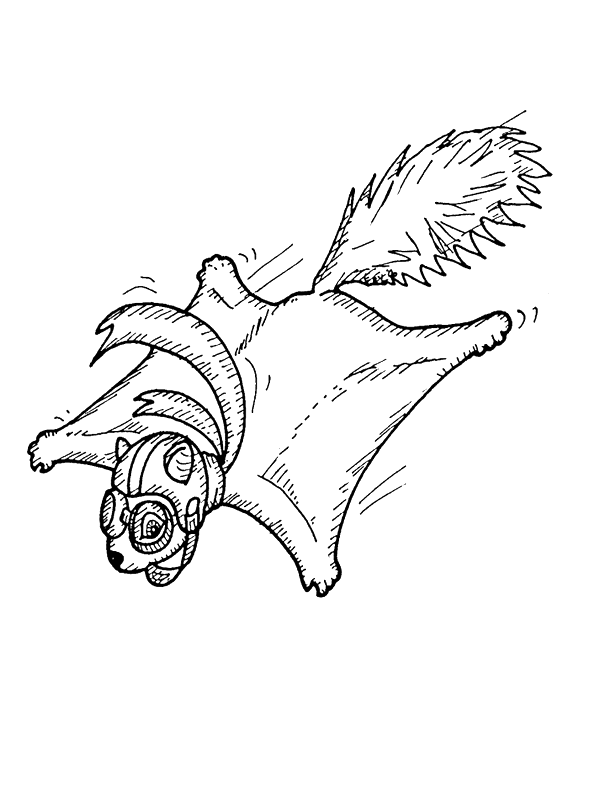 Disegno 11 Scoiattolo