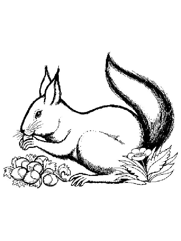 Disegno 18 Scoiattolo