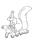 Disegno 13 Scoiattolo