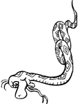 Disegno 36 Serpenti