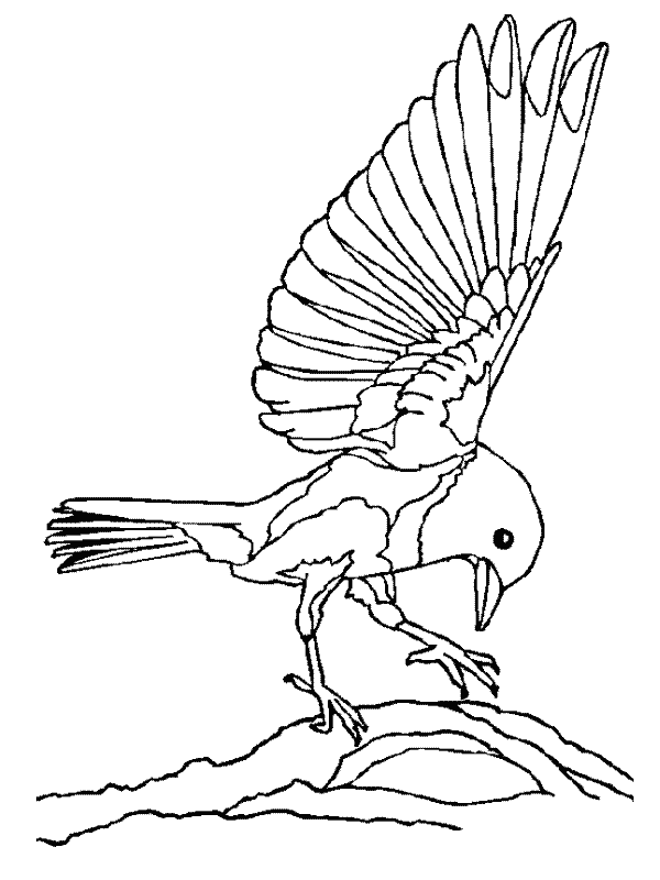 Disegno 3 Uccelli