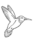 Disegno 7 Uccelli