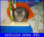 groups/passione-gatto/pictures/323734-24giugno2013-5.JPG