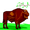 bisonte 3