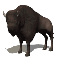 bisonte 5