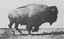bisonte 7