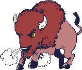 bisonte 9