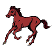 cavalli 114